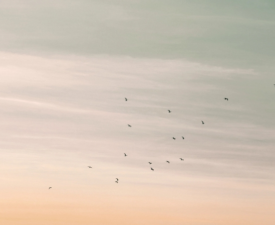 birds